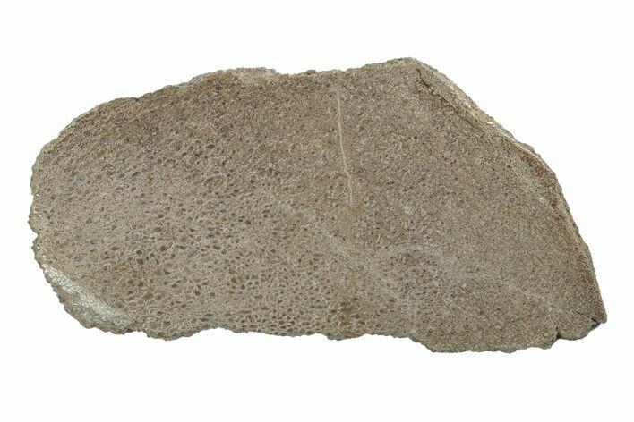 Polished Dinosaur Bone (Gembone) Slab - Morocco #247772